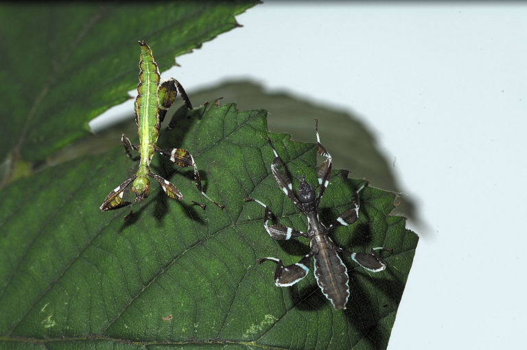 Facts about stick insects