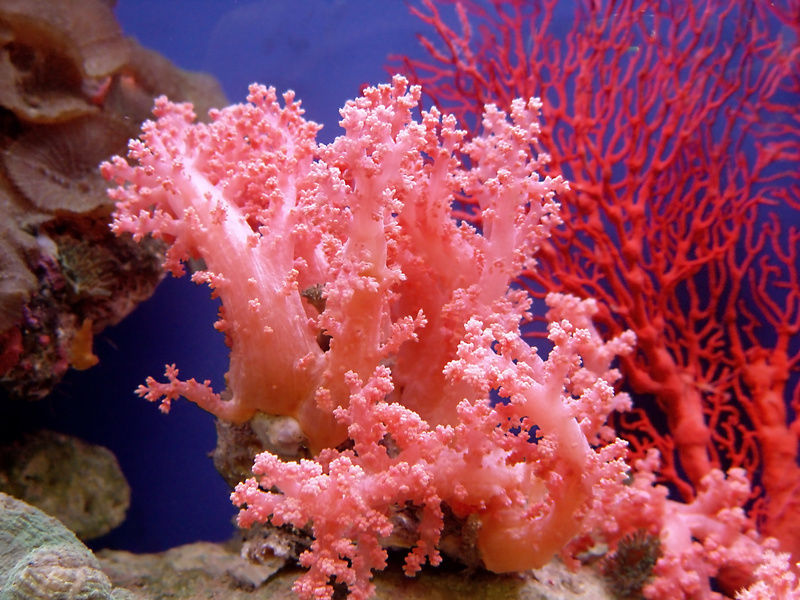 Coral information