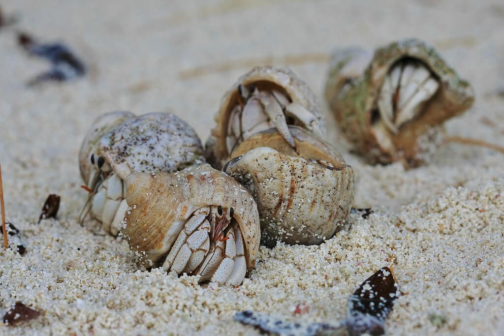Hermit crabs