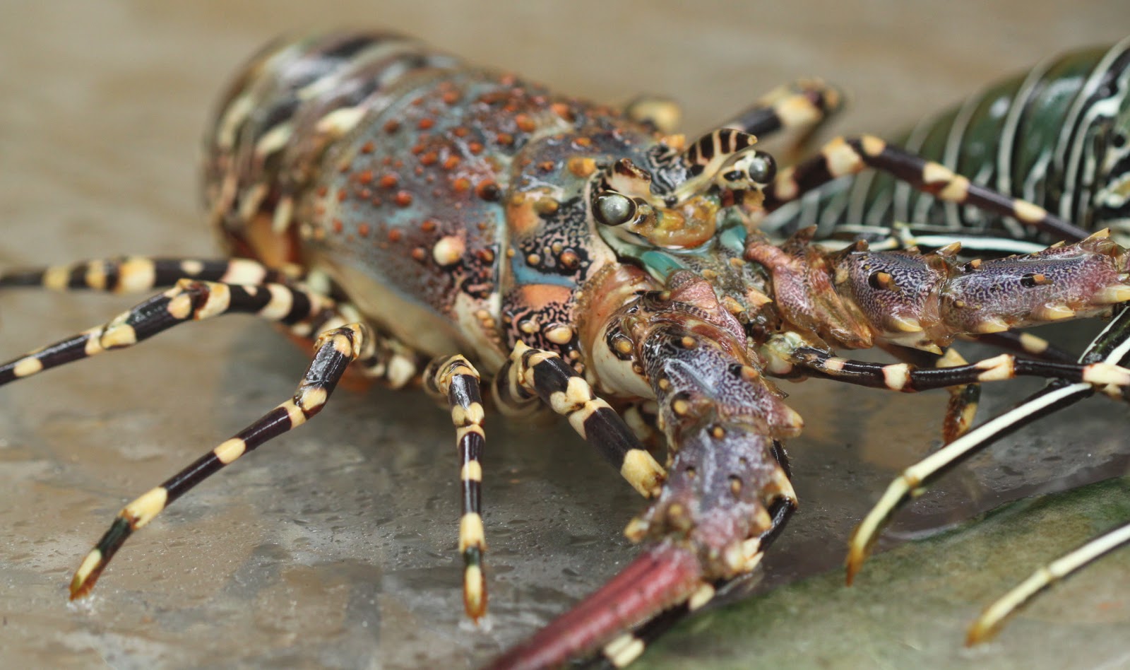 Facts about lobsters