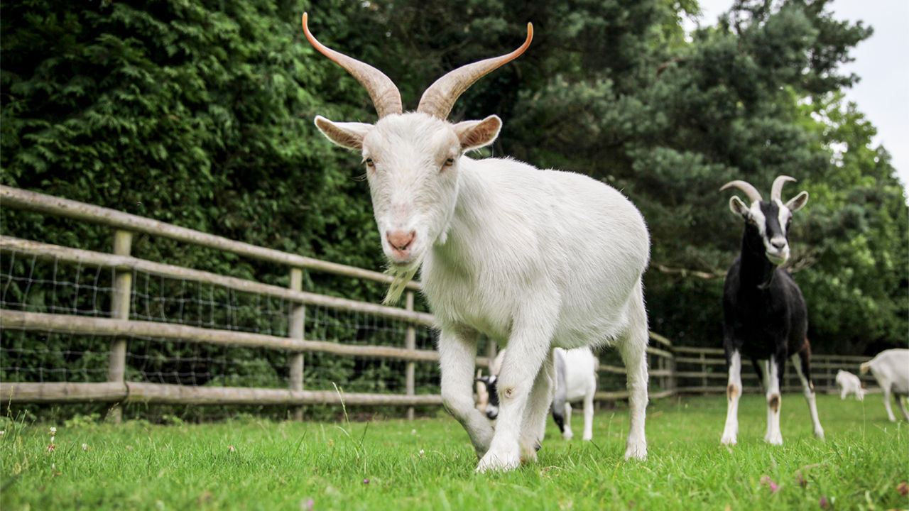 Where do goats live