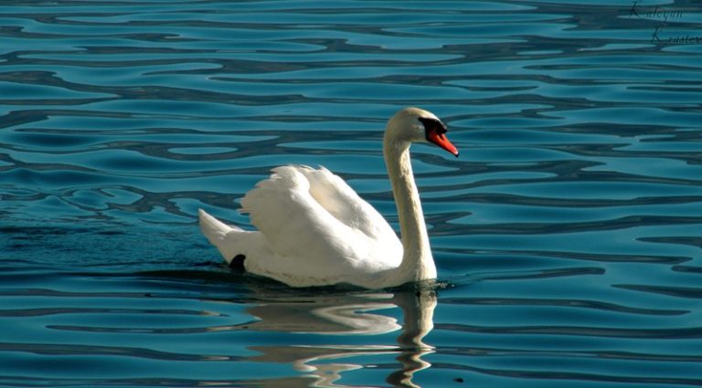 How long do swans sit on their eggs