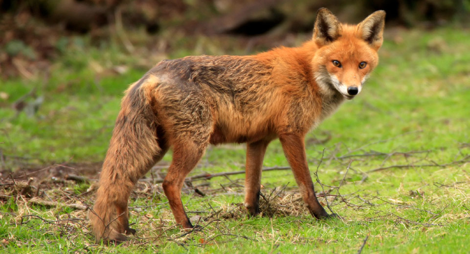 Fox characteristics