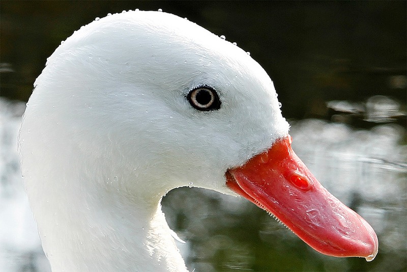 What is a female swan called