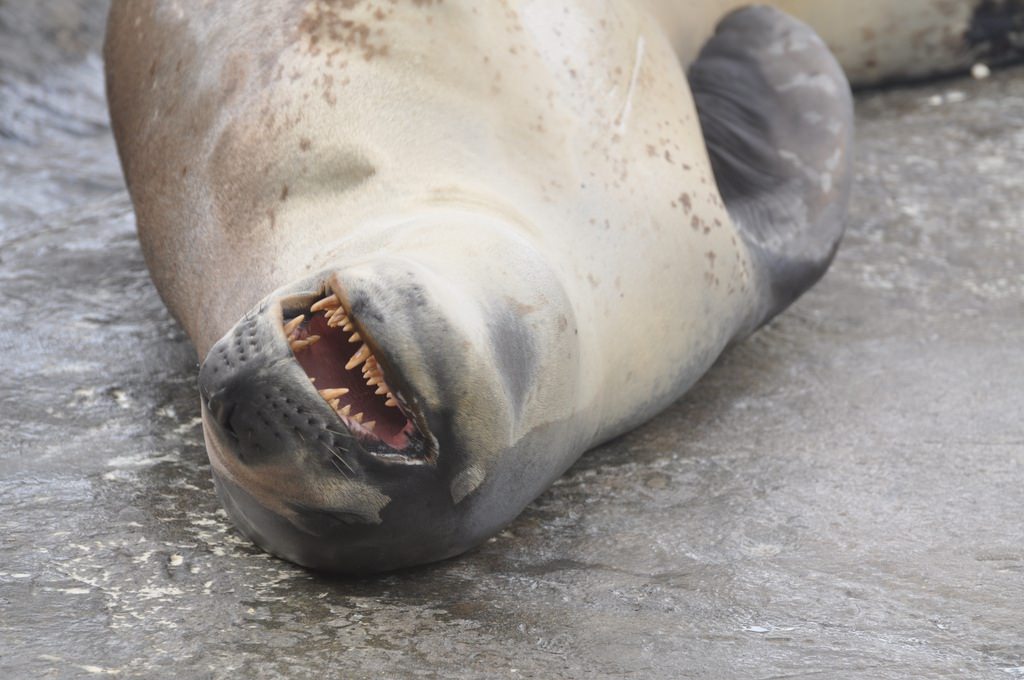 What do seals eat
