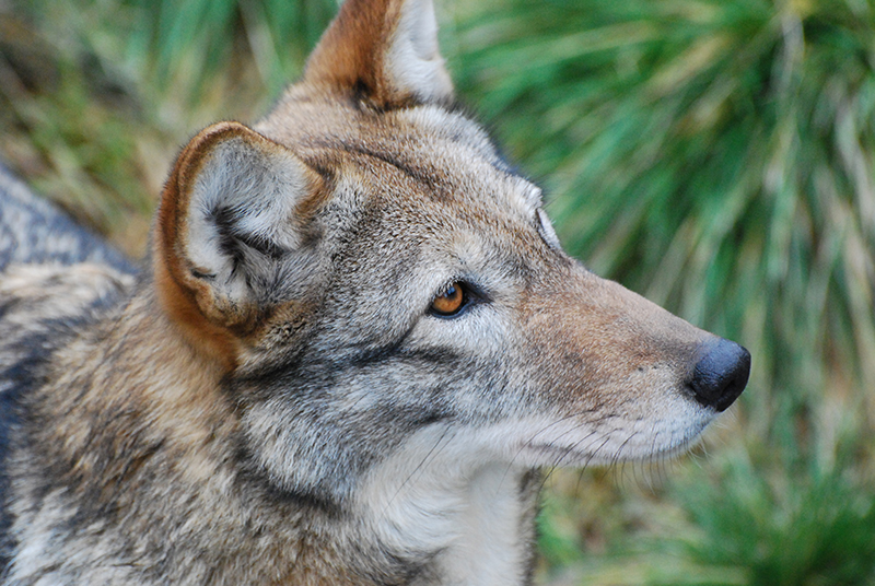 What do Red Wolves eat