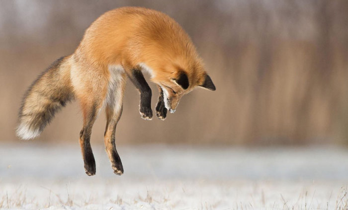 What do red foxes eat