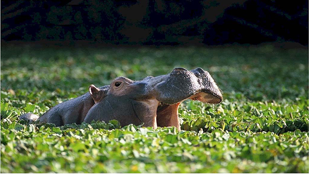 Do hippos eat meat