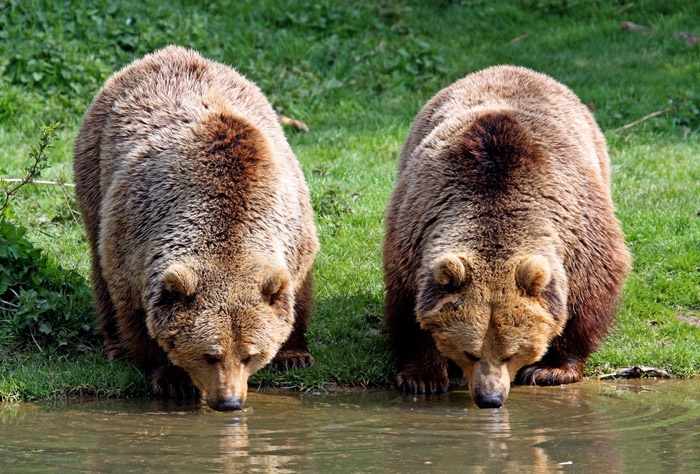 How fast can a bear run