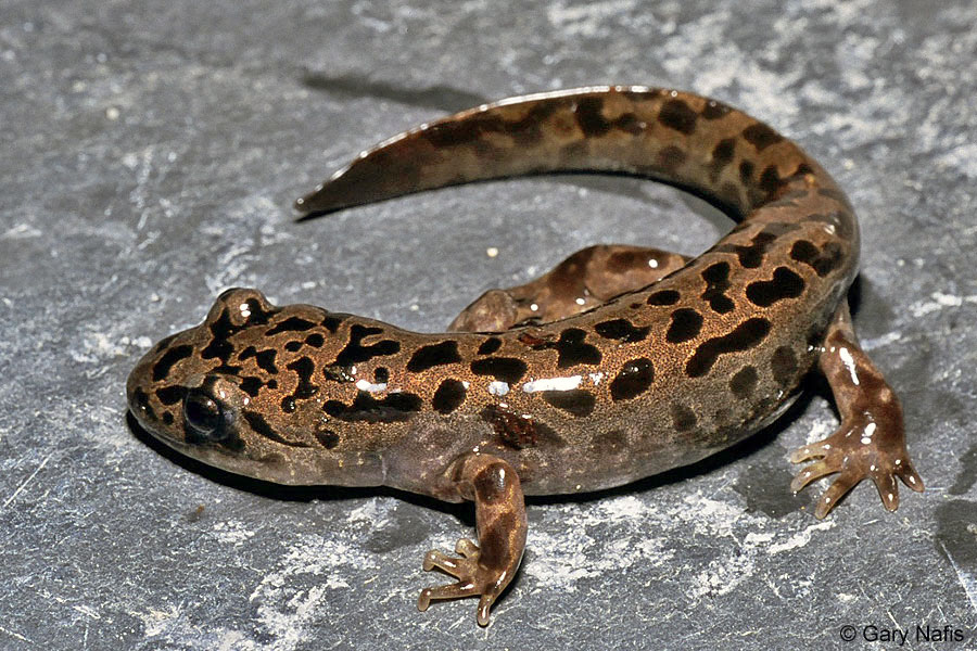 Is a salamander a reptile