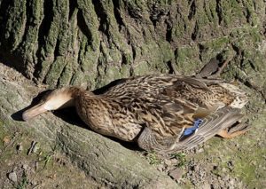 Watching them eat it is pretty comical as well. What do mallard ducks eat