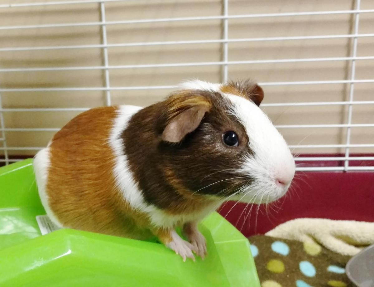 Can hamsters eat carrots