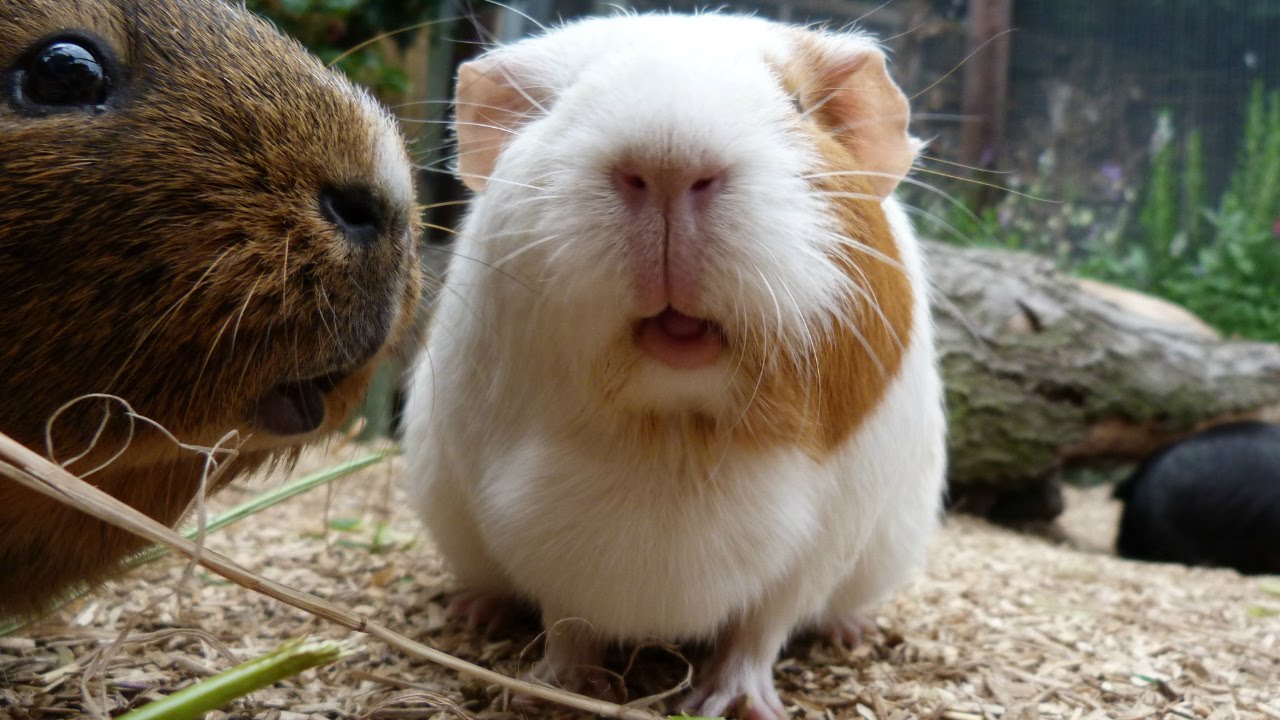 Where do guinea pigs come from