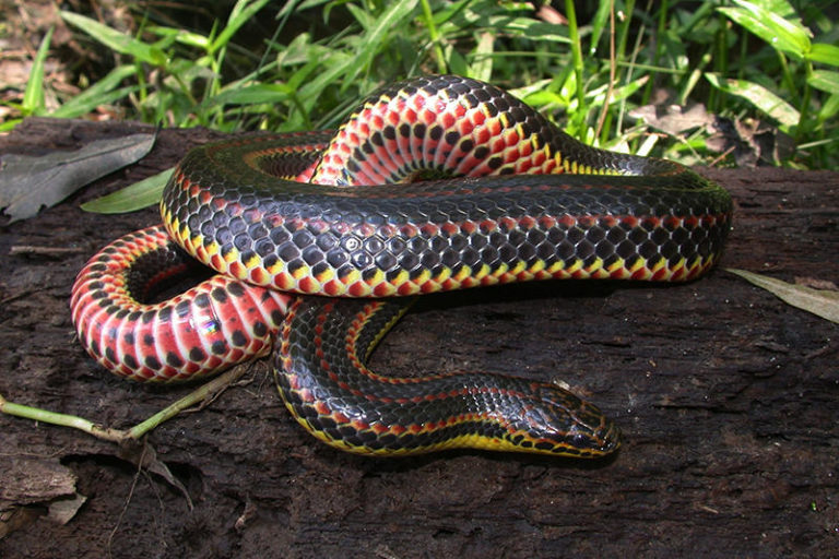 Do snakes have eyelids