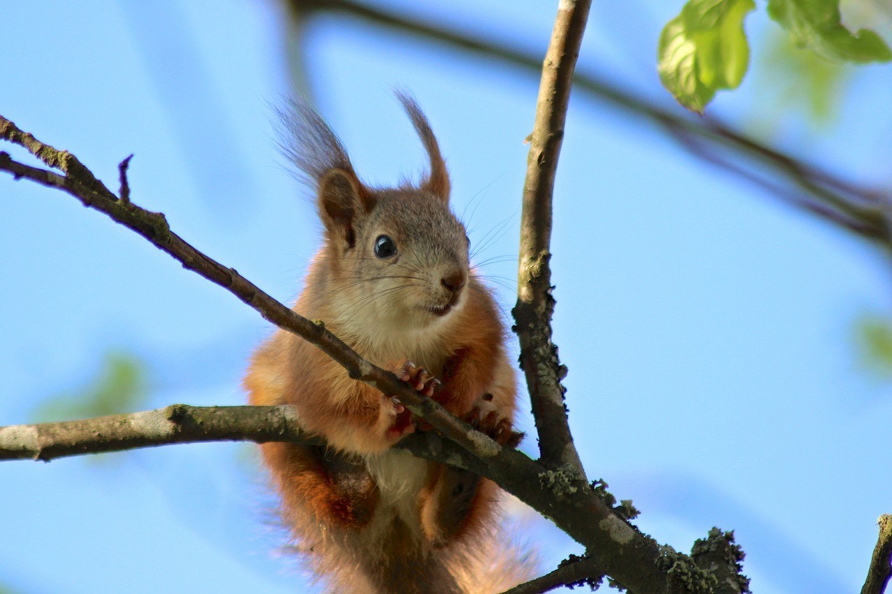 Baby squirrel