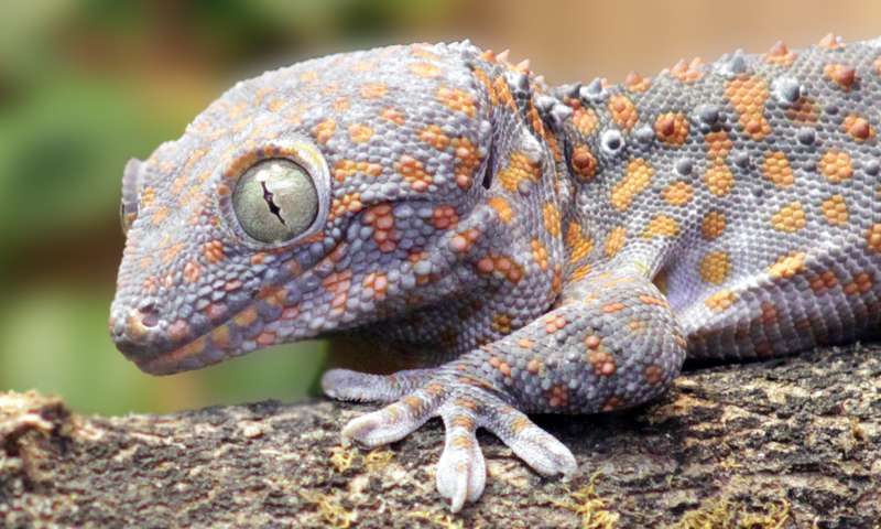 How much does a lizard weigh