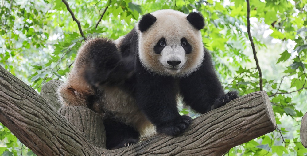 Panda Facts 18 Interesting and Fun Facts about Panda