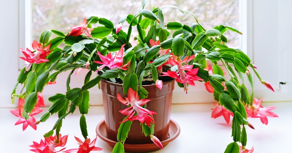 Christmas Cactus Scientific Name
