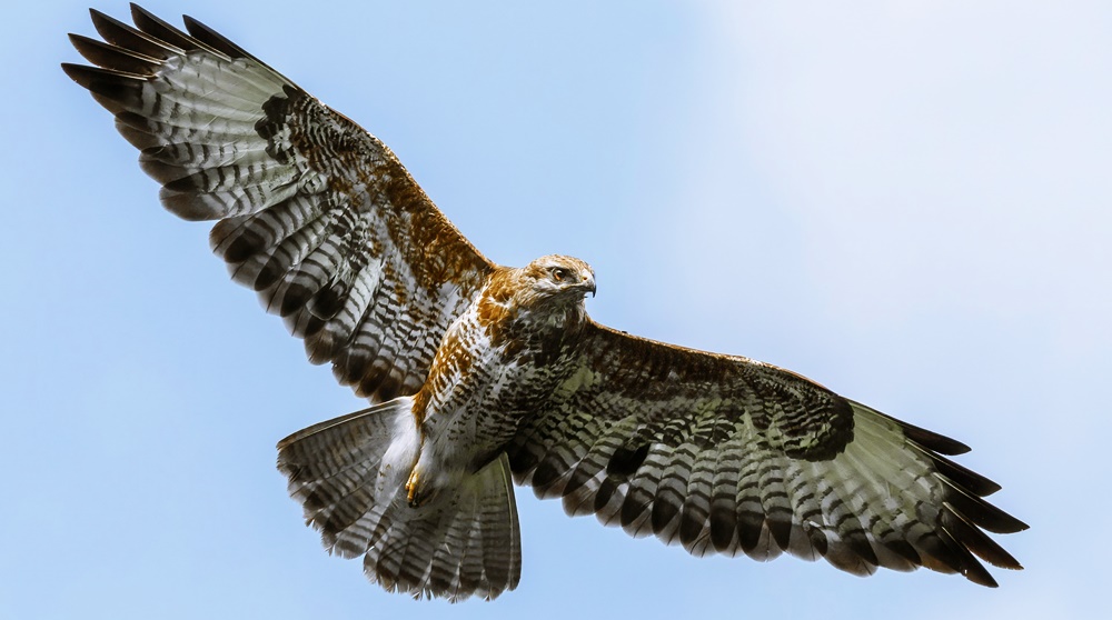 10 Facts about Hawk Interesting and Fun Facts