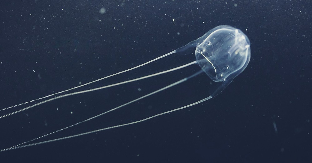 Irukandji Jellyfish Sting, Sting Effects and Irukandji Syndrome