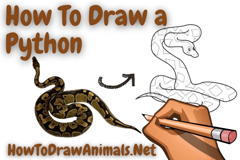 How To Draw a Python EASY Drawing Tutorial!