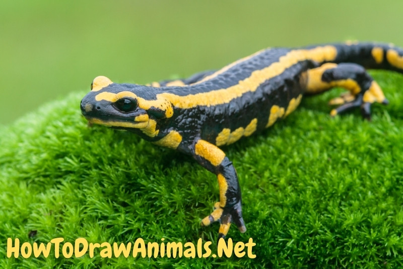 How To Draw a Salamander EASY Drawing Tutorial!
