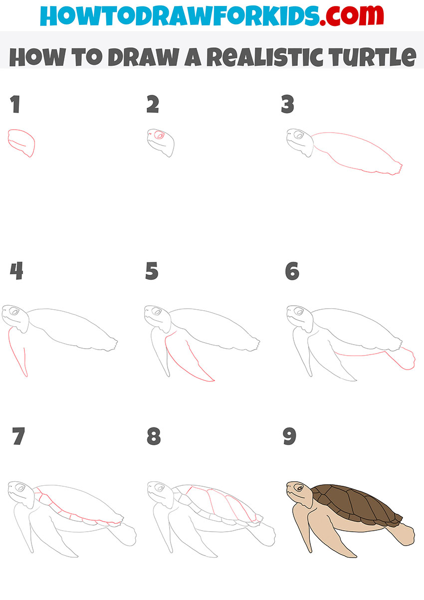 How to Draw a Realistic Turtle Easy Drawing Tutorial For Kids