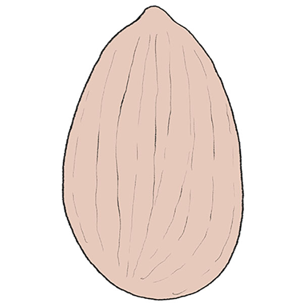 How to Draw a Nut Easy Drawing Tutorial For Kids