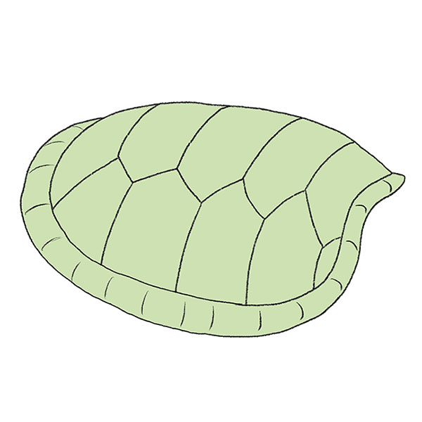 Sea Turtle Shell Drawing
