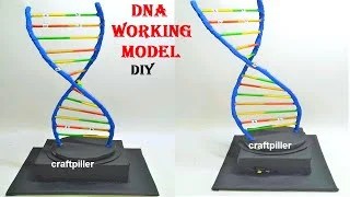 how to make dna working model science project - Science Projects
