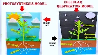 how to make plant photosynthesis and cellular respiration model making