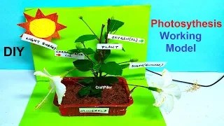 photosynthesis working model for science exhibition | diy - DIY School