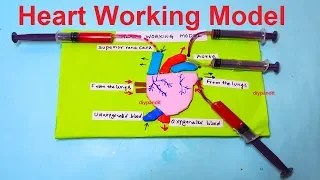 how to make heart working model science projects – simple and easy
