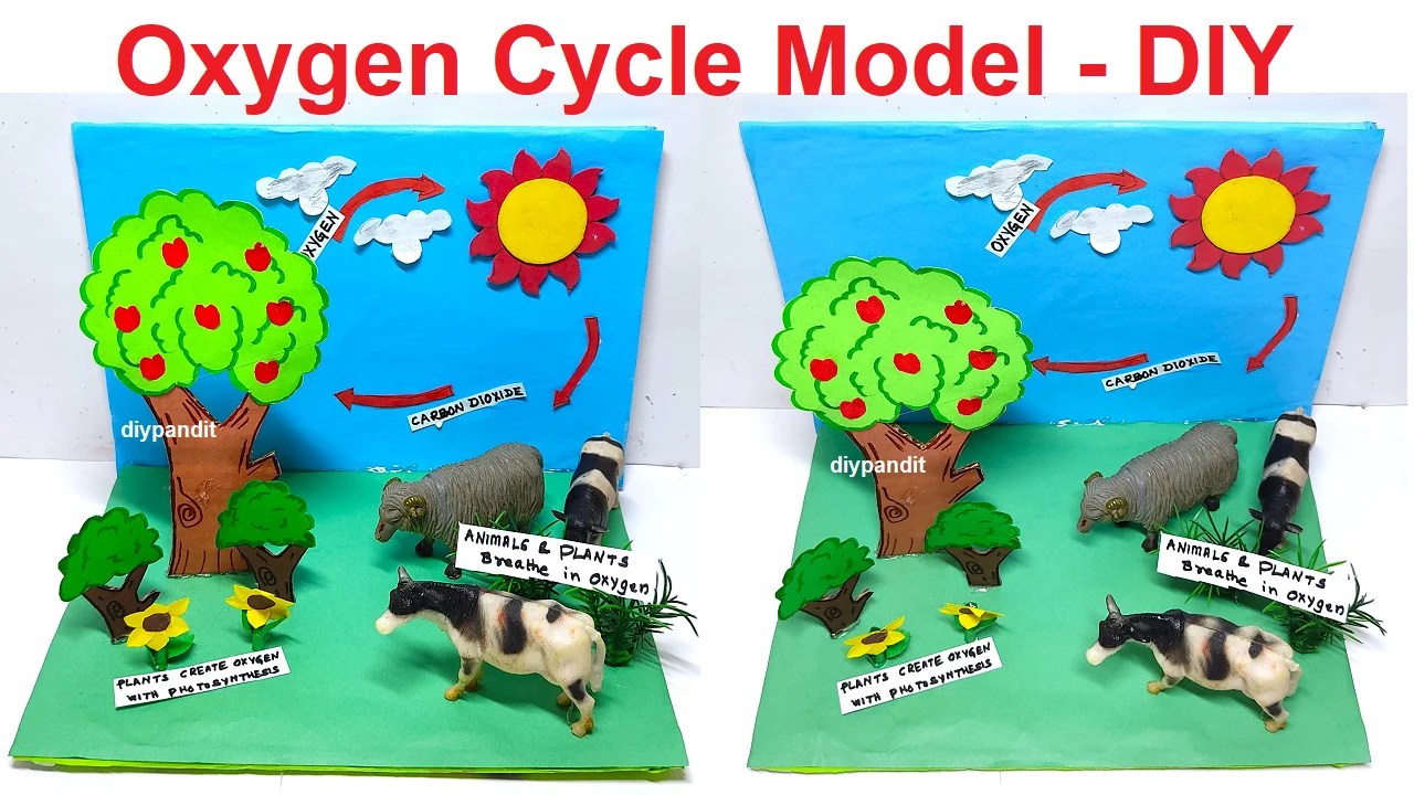 oxygen cycle model making science project for exhibition simple and