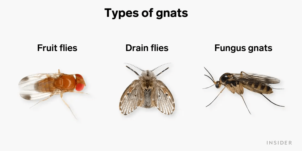 Gnats Garbage Disposal And How To Get Rid Of Them?