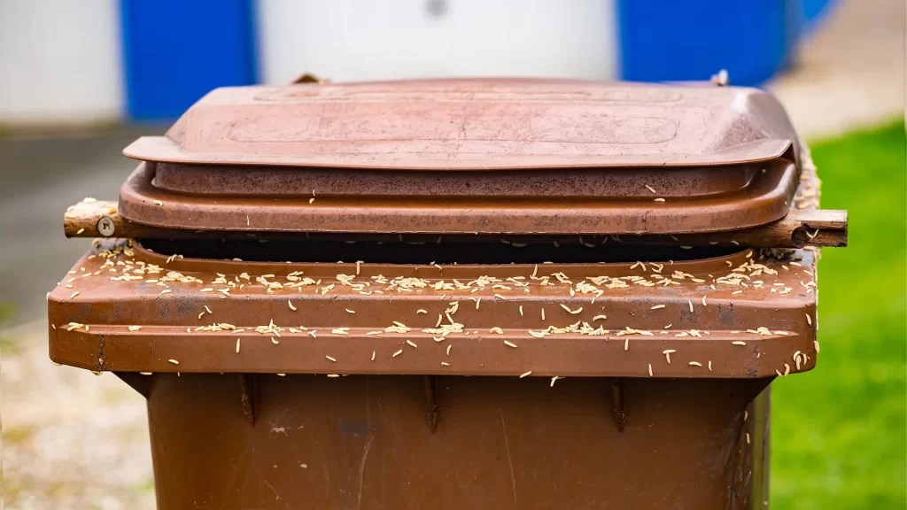 How To Get Rid Of Fruit Flies In Garbage Disposal