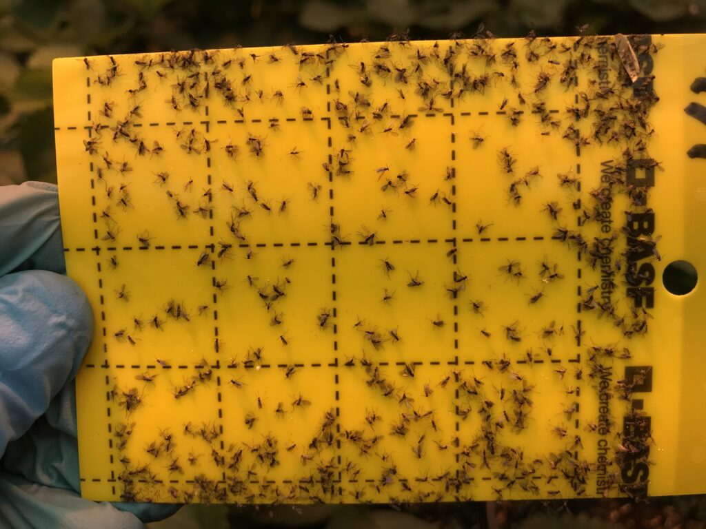 Gnats Garbage Disposal And How To Get Rid Of Them?