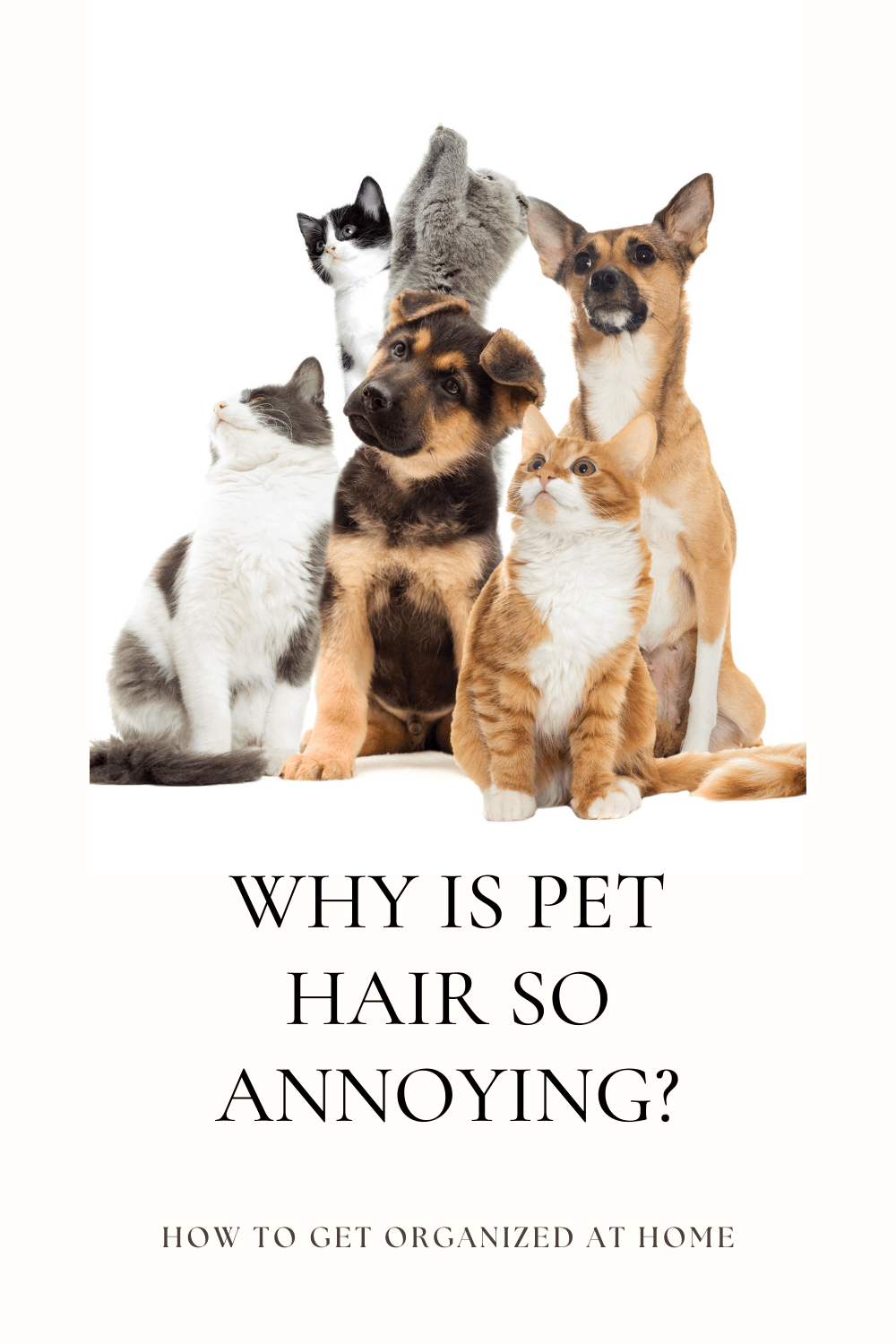 How To Clean Up The Pet Hair In Your Home