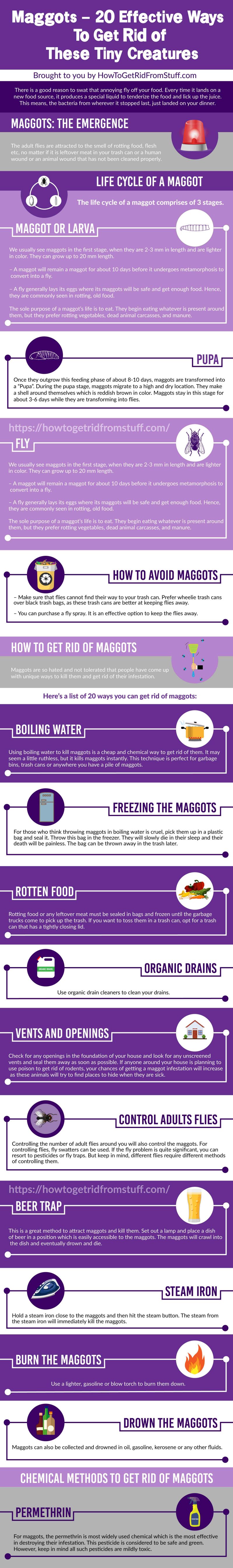 How To Get Rid Of Maggots Home Remedies and Chemical Methods