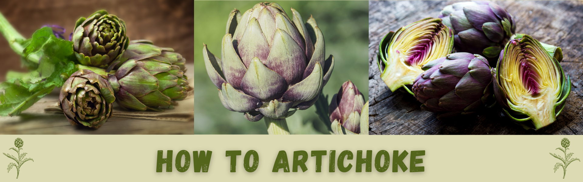 How To Artichoke How To Gro