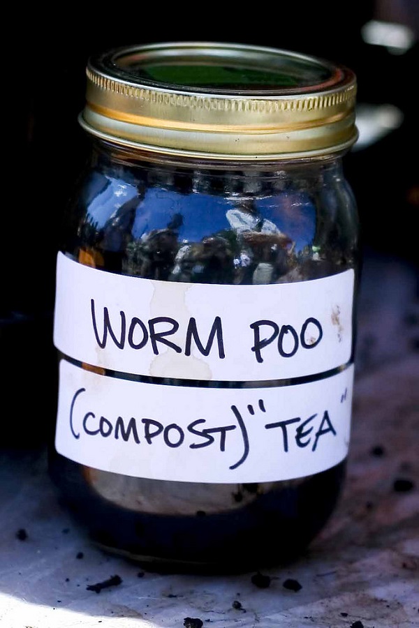 Worm Tea as Fertilizer How to Make Fertilizer from Worm Castings ⋆ HTGT