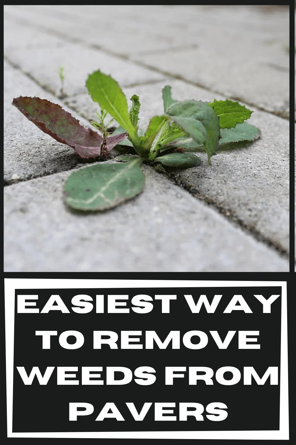 Easiest Way to Remove Weeds from Pavers How to Hardscape