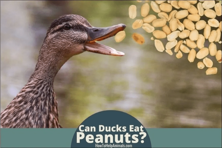 Can Ducks Eat Peanuts? Guide]