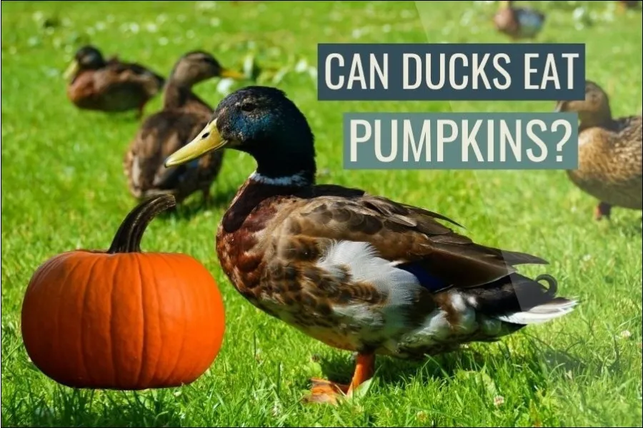 Can Ducks Eat Pumpkins?