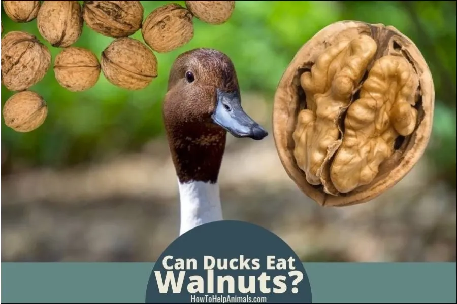 Can Ducks Eat Walnuts? Guide)