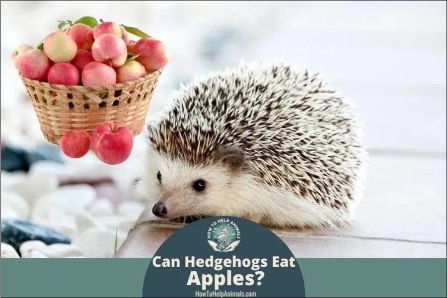Can Hedgehogs Eat Apples? (The Sad Truth)