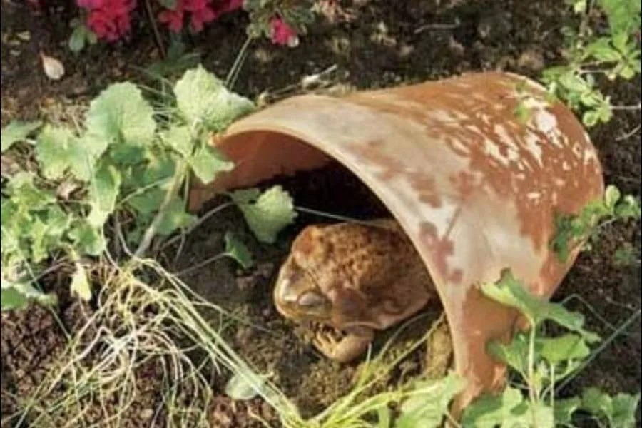 How To Help Frogs in Spring (Guide)