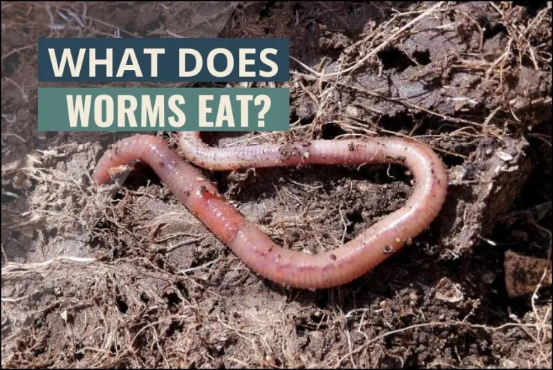 What Do Worms Eat? Guide)