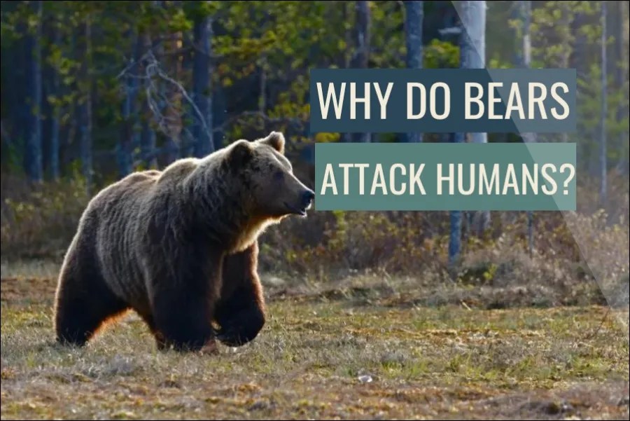 Why Do Bears Attack Humans? (Answered)