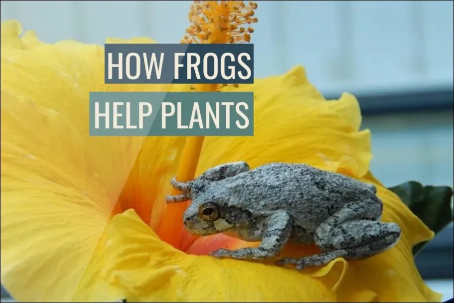 10 Ways How Frogs Help Plants (Explained)